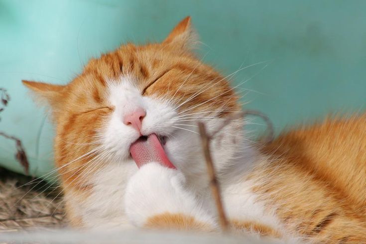 Витамины для кошек